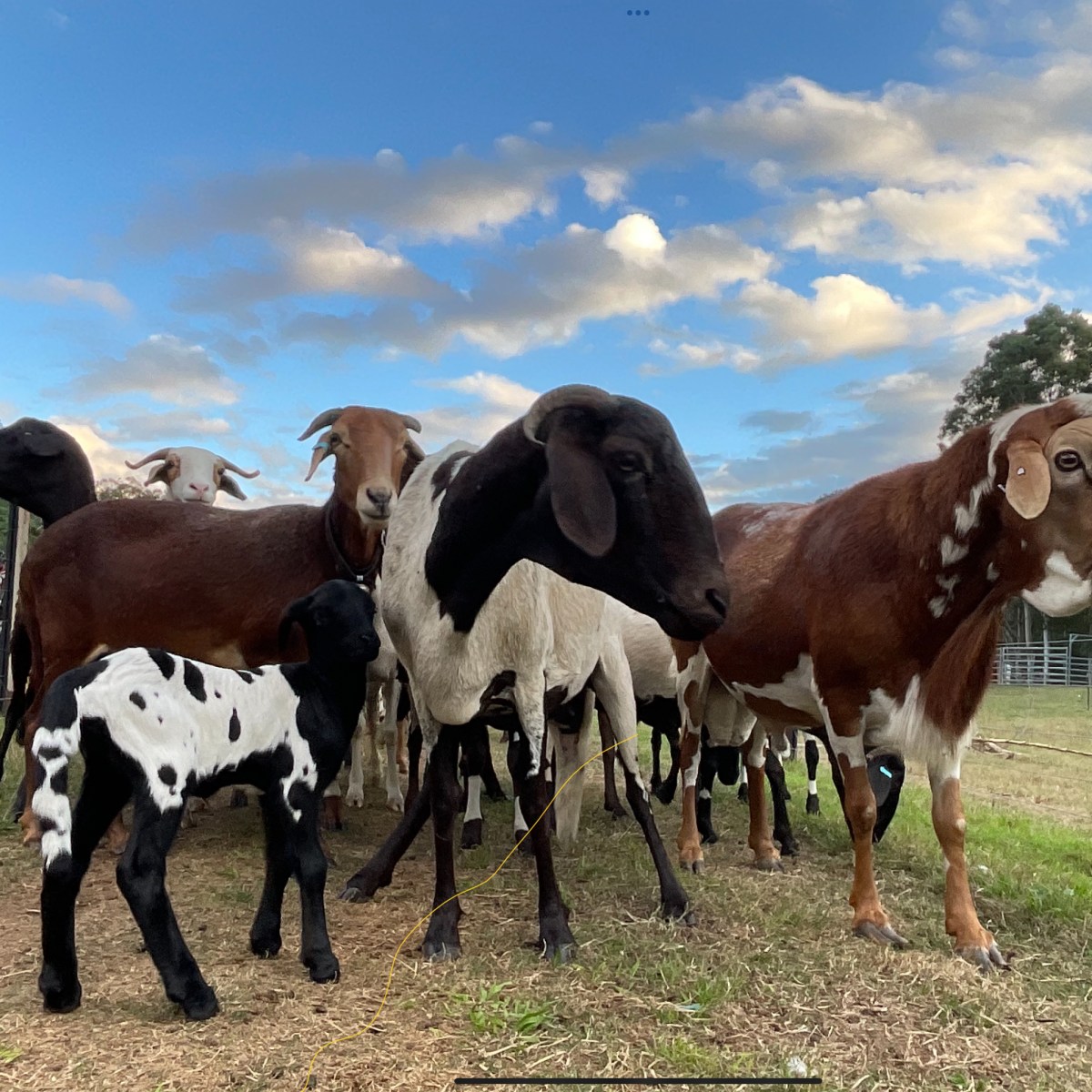 Mays Ram Lamb Run Continues – 16 and&nbsp;counting