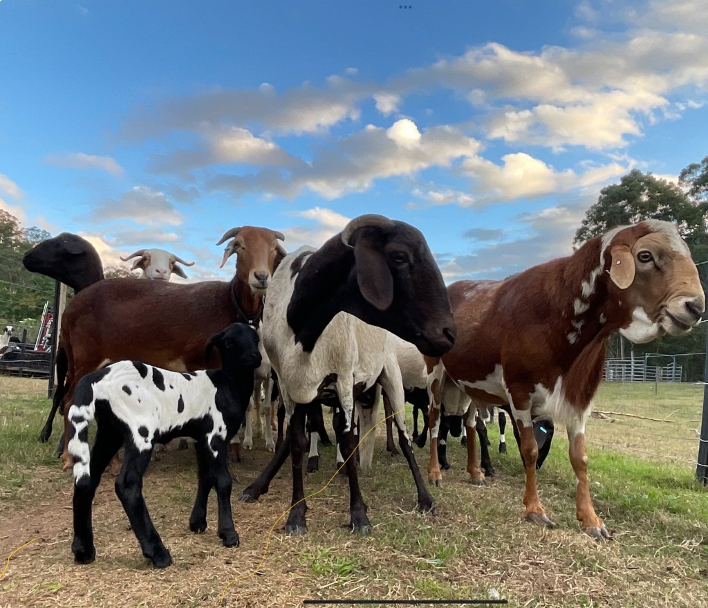 Mays Ram Lamb Run Continues – 16 and counting