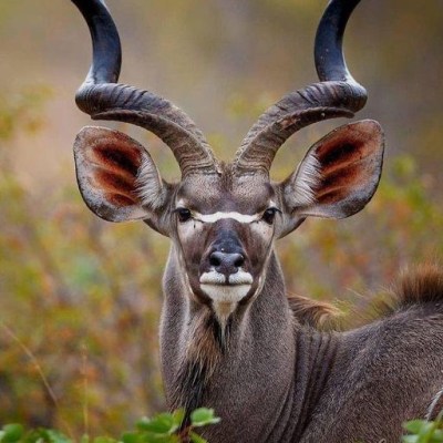 Kudu Neck – on&nbsp;Damara