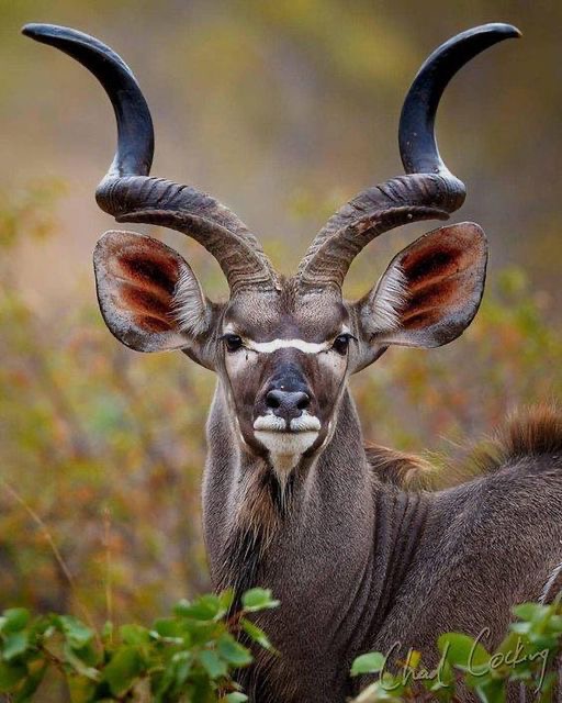 Kudu Neck – on Damara