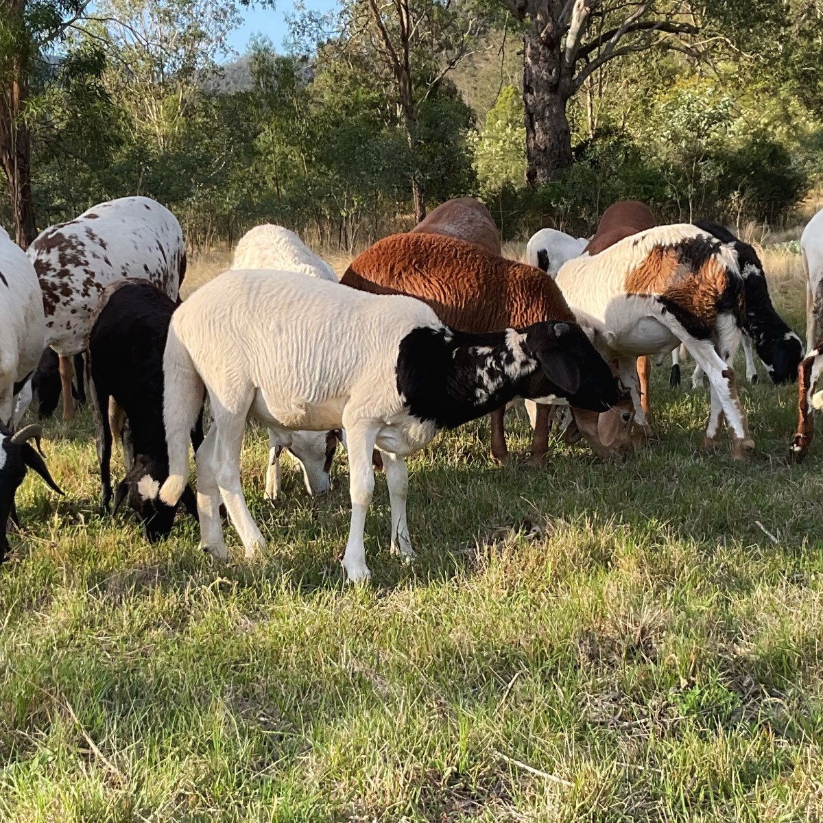 Building Resilient Sheep Flocks with Purebred&nbsp;Genetics