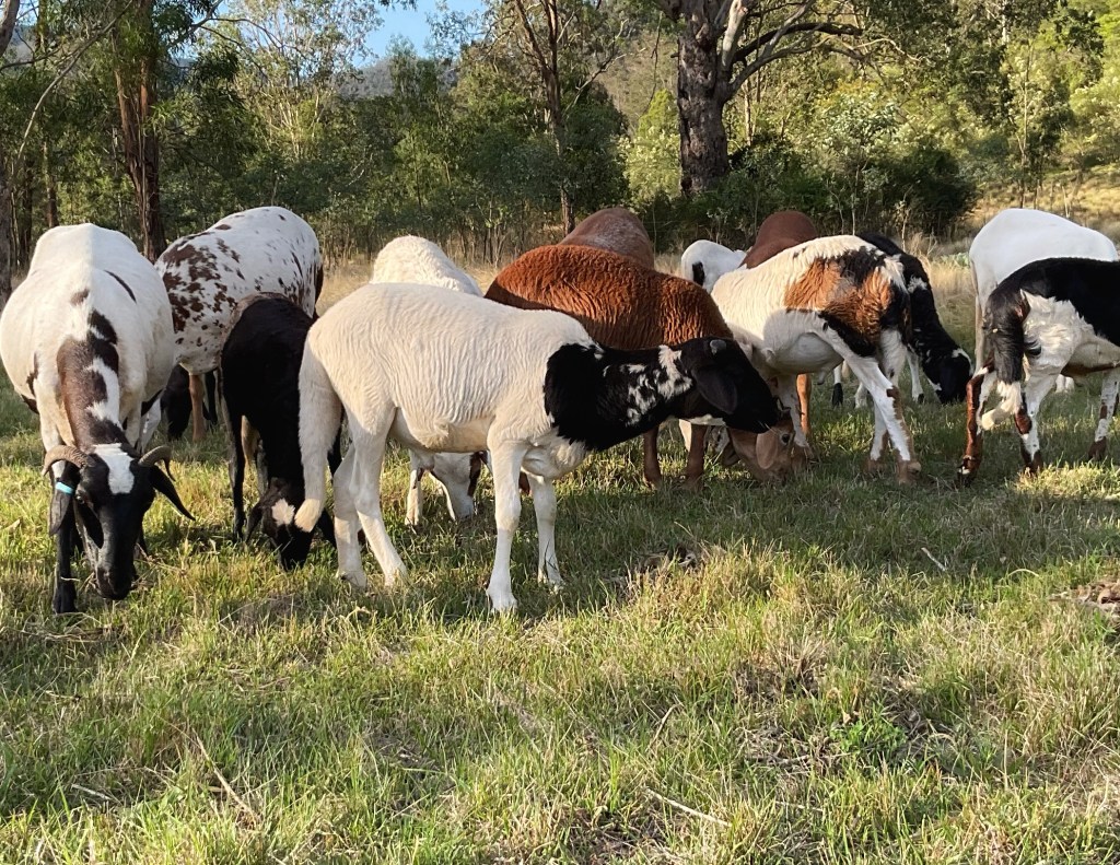 Building Resilient Sheep Flocks with Purebred&nbsp;Genetics