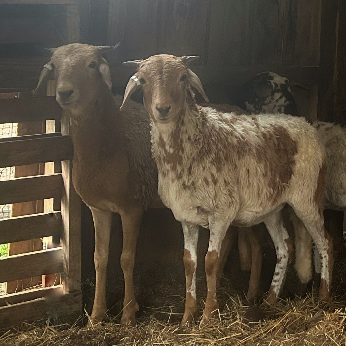 Welcome Leda, Calypso and Cupid – New additions to the&nbsp;Flock.