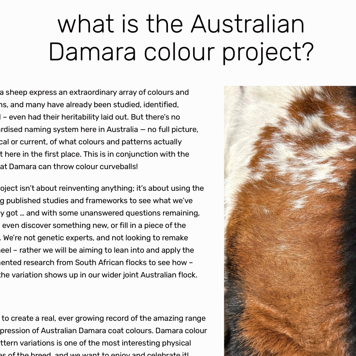 the Australian Damara Colour&nbsp;Project!
